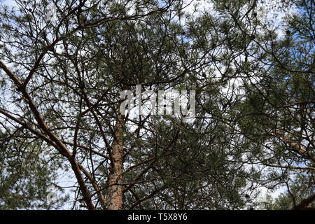 Cielo nuvoloso vista dal basso attraverso un fitto di alberi di pino. Foto Stock