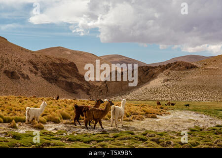 Un sentito parlare di Llama (Lama glama) ad alta quota Camelid domestici dalle Ande in Sud America Foto Stock