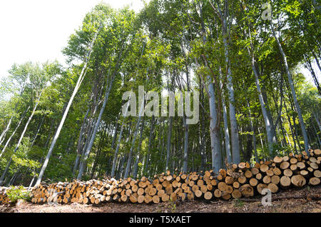 Tronchi di legno di faggio nella foresta, impilati in una pila. Foto Stock