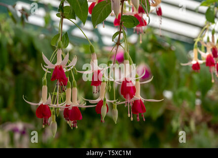 Incredibile fuchsias appesi al soffitto in Serre Reali di Laeken. Il castello di Laeken è la residenza ufficiale della monarchia belga. Foto Stock