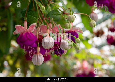 Incredibile fuchsias appesi al soffitto in Serre Reali di Laeken. Il castello di Laeken è la residenza ufficiale della monarchia belga. Foto Stock