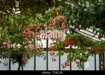 Incredibile fuchsias appesi al soffitto in Serre Reali di Laeken. Il castello di Laeken è la residenza ufficiale della monarchia belga. Foto Stock