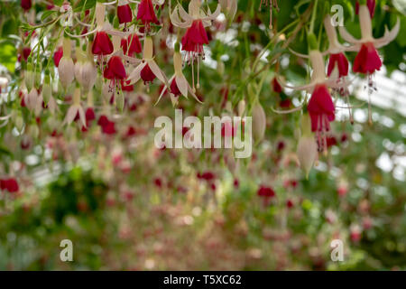 Incredibile fuchsias appesi al soffitto in Serre Reali di Laeken. Il castello di Laeken è la residenza ufficiale della monarchia belga. Foto Stock