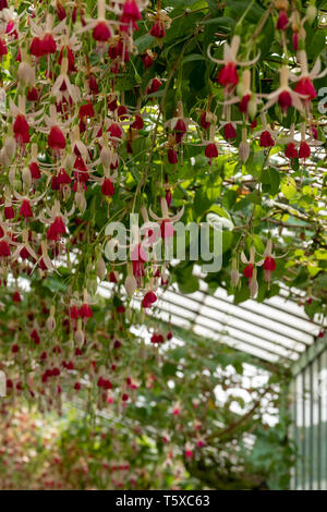 Incredibile fuchsias appesi al soffitto in Serre Reali di Laeken. Il castello di Laeken è la residenza ufficiale della monarchia belga. Foto Stock