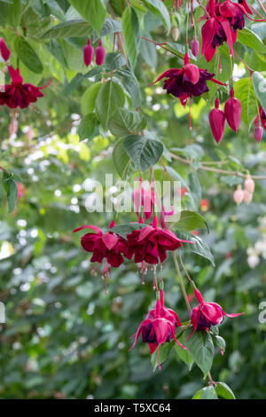 Incredibile fuchsias appesi al soffitto in Serre Reali di Laeken. Il castello di Laeken è la residenza ufficiale della monarchia belga. Foto Stock