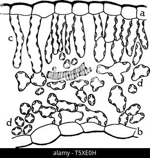 Questa è la foglia epidermide e contiene stomate di apertura e la guardia sono presenti cellule. Aria umida spazio e le vene sono presenta.in ossigeno e le cellule Illustrazione Vettoriale