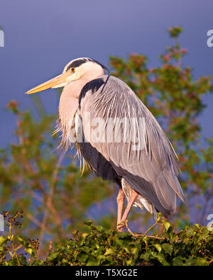 Airone cenerino seduto sulla parte superiore Foto Stock