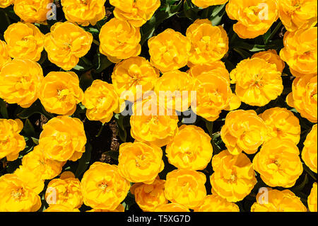 Giallo peonia tulipani shot dal di sopra, Giardini Keukenhof in Lisse, Paesi Bassi Foto Stock