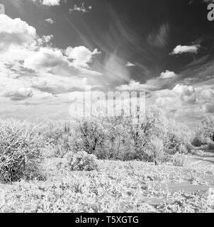 Gelo invernale nel bosco selvatico. Profonda nel deserto area. Foto in bianco e nero Foto Stock