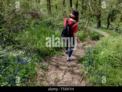 Più ripido di quello che sembra una donna scende dolore du Sucre su un sentiero attraverso il bosco foderato con fiori di primavera bluebells e margherite. La Normandia. Foto Stock