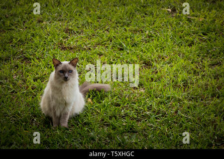 Balinese gatto sul prato verde Foto Stock