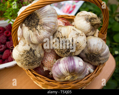 Teste grandi di aglio sono in un cesto di vimini Foto Stock