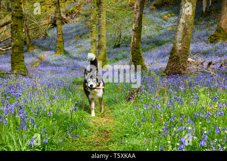 Border Collie cane con un bastone attraverso Bluebells in Carstramon boschi, vicino a Gatehouse of Fleet, Dumfries & Galloway, Scozia Foto Stock