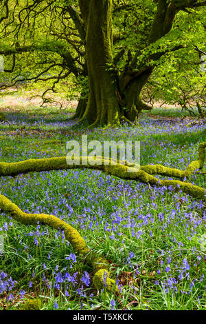 In Bluebells Carstramon boschi, vicino a Gatehouse of Fleet, Dumfries & Galloway, Scozia Foto Stock