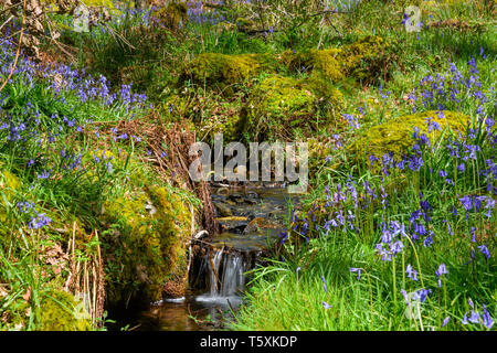 In Bluebells Carstramon boschi, vicino a Gatehouse of Fleet, Dumfries & Galloway, Scozia Foto Stock