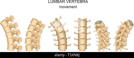 Illustrazione di vettore di movimento nelle vertebre lombari Illustrazione Vettoriale