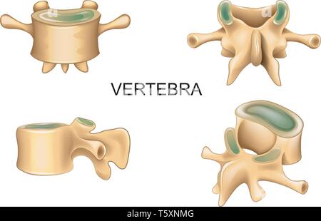 Illustrazione vettoriale di vertebra lombare in posizione differente Illustrazione Vettoriale