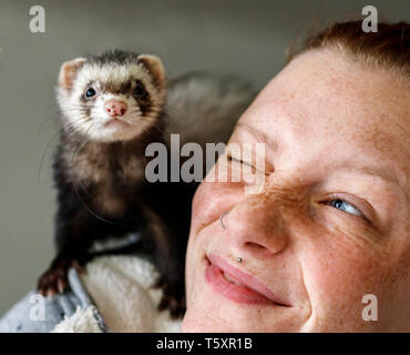 Giovani attraenti testa rossa ragazza con lentiggini sorridente a poco ferret pet sulla sua spalla Foto Stock