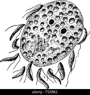 Una illustrazione della fecondazione dell'uovo dal spermatozooids di Cyclospora Cayetanensis, vintage disegno della linea di incisione o illustrazione. Illustrazione Vettoriale