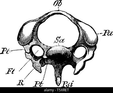 Lo schema di una terza vertebra cervicale di un picchio, vintage disegno della linea di incisione o illustrazione. Illustrazione Vettoriale