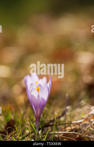 Crocus selvatici, crescente sul pascolo alto nelle montagne balcaniche, la primavera Foto Stock