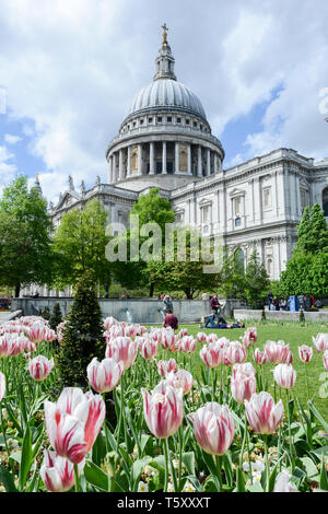 Tulipani rosa nei giardini all'esterno della Cattedrale di St Paul, Londra, Inghilterra, Regno Unito Foto Stock