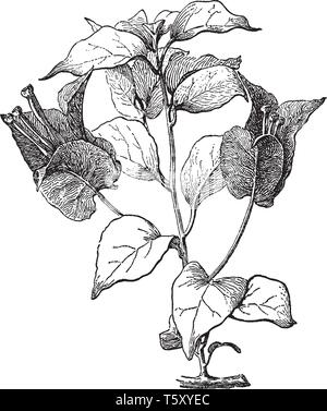 Il Bougainvillea Glabra è di solito cresce di 10 piedi di altezza. Il suo arbusto con rami spinosi, un cuore a forma di foglie di colore verde scuro, vintage disegno della linea o engravin Illustrazione Vettoriale
