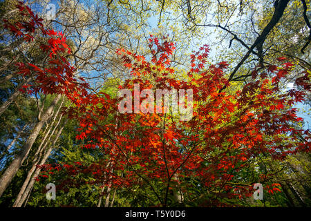 Palmate Maple (Acer Palmatum Carminium) con fogliame rosso, all'inizio della primavera (Allier - Auvergne - Francia). Giardino. Foto Stock