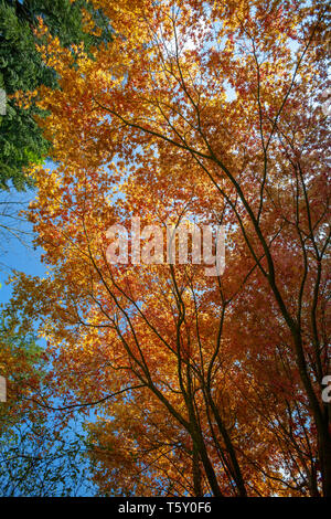 Palmate Maple (Acer Palmatum Katsura) con fogliame giallo, all'inizio della primavera (Allier - Auvergne - Francia). Giardino. Foto Stock