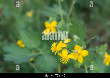 Chelidonium majus, maggiore celandine, nipplewort, fiori di colore giallo selettivo macro focus Foto Stock