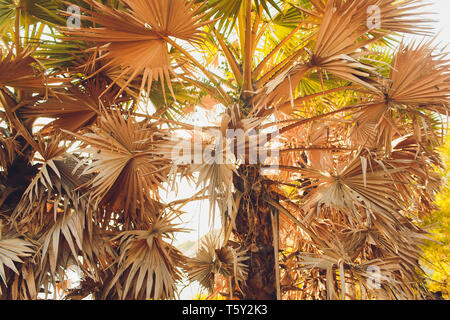 Asciugare di foglie di palma ,zucchero essiccate di foglie di palma sfondo , un dettaglio della foglia di palma backgroundDried texture sugar palm background in foglia, Foto Stock