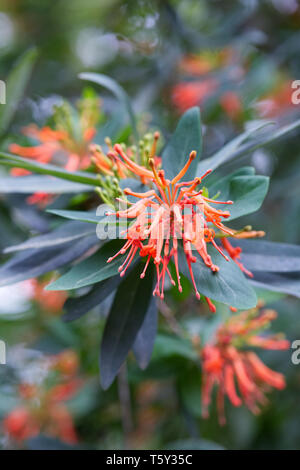 Embothrium coccineum fiori. Foto Stock