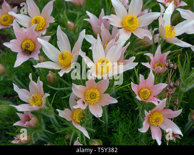 Pulsatilla vulgaris 'Barton Rosa" Foto Stock