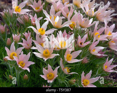 Pulsatilla vulgaris 'Barton Rosa" Foto Stock