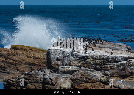 Cape cormorano (Phalacrocorax capensi) raccogliere su un isola rocciosa vicino al Capo di Buona Speranza, Sud Africa. Foto Stock