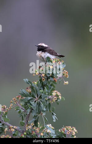 Cipro culbianco (Oenanthe cypriaca) Foto Stock