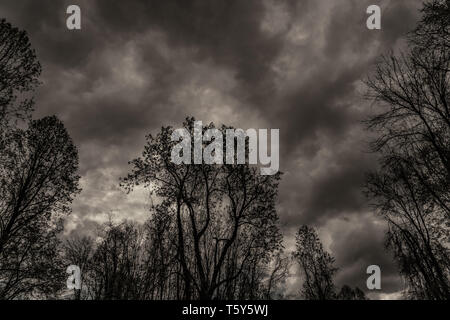 Tempo di primavera alberi contro un cielo nuvoloso Foto Stock