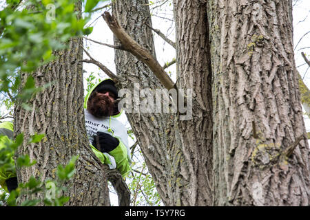 Harefield, UK. Il 27 aprile 2019. Un attivista ambientale da Colne Valley azione si siede in una struttura ad albero per impedire il suo abbattimento come parte del lavoro previsto per questo fine settimana per il HS2 progetto. Il Colne Valley è un'area di bellezza naturale e grandi aree di alberi sono stati abbattuti per HS2 nelle ultime settimane. I manifestanti in base alla strada Harvil la tutela della fauna selvatica Camp stanno cercando di impedire un ulteriore distruzione. Credito: Mark Kerrison/Alamy Live News Foto Stock