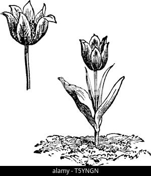 L'immagine mostra tulip pianta con vistose aperto fiori e foglie lanceolate, vintage disegno della linea di incisione o illustrazione. Illustrazione Vettoriale
