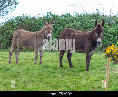 Asini in un campo di erba al pascolo. Foto Stock