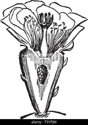 Una foto di Opuntia fiore che mostra gli stili e delle ovaie, vintage disegno della linea di incisione o illustrazione. Illustrazione Vettoriale