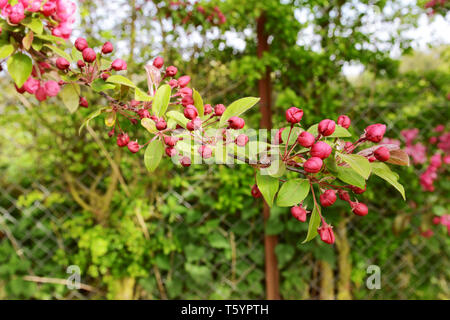 Lungo il ramo di albero coperto con rosa intenso dei boccioli in fuoco selettivo contro il rigoglioso fogliame verde Foto Stock