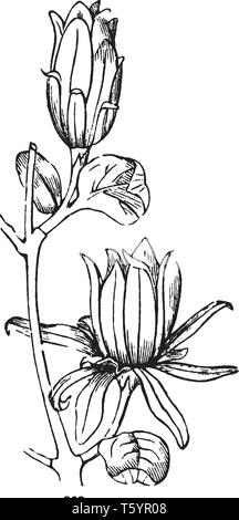 Questa immagine mostra un Carolina pepe della Giamaica. È questo germoglio di fiore. I petali sono densi, sottile e di forma ovale. Gli steli sono sottili e lunghi arrotondati, vintage Illustrazione Vettoriale