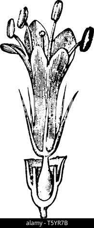 Una foto mostra Ray-fiorellino di campo Scabious, noto anche come Knautia arvense. È pianta perenne, vintage disegno della linea o incisione illustrati Illustrazione Vettoriale