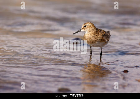 Sandpiper solitaria (Tringa solitaria) Foto Stock