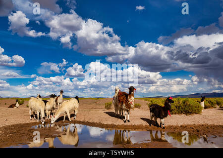 Llama (Lama glama) Acqua potabile a un laghetto nelle montagne delle Ande. A sfondo cielo nuvoloso. Llamas sono addomesticati Sud Americana camelidi Foto Stock