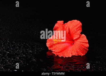 Bella singola hibiscus su bagnato nero superficie riflettente con goccioline di acqua con una stanza per copiare lo spazio. Foto Stock