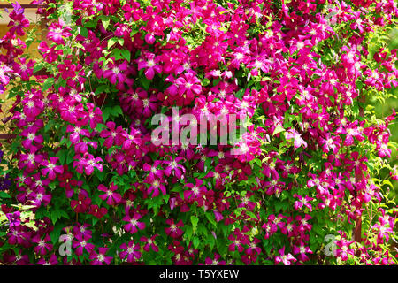 Clematide rosa fiori che sbocciano su un arbusto in presenza di luce solare. Giardino di primavera in fiore. Foto Stock