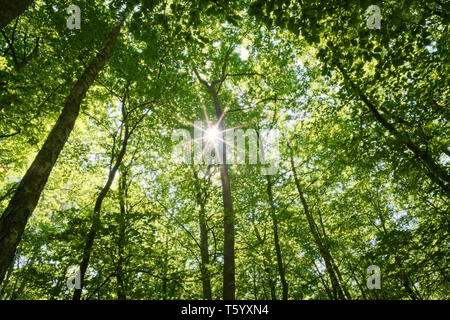 Sole che splende attraverso il bosco di faggio tettoia. Fagion sylvaticae tree corone. Pomerania, Polonia. Foto Stock