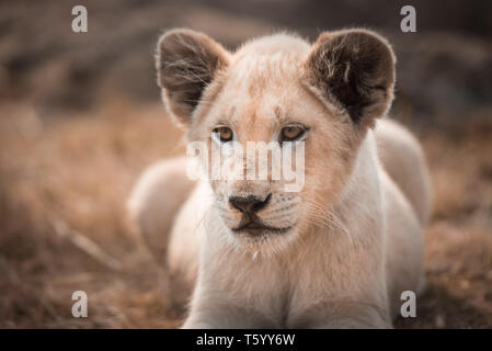 Un white LION CUB (leo panthera) giacenti in erba angolata verso la telecamera Foto Stock